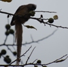 Braunflügel-Mausvogel